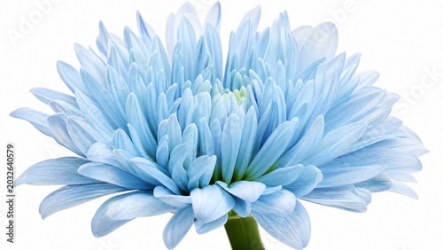 shaggy. Light blue flower with fluffy petals displayed against white background, gardening catalogs, home-decor guides, designed for gardening and botanical catalogs.