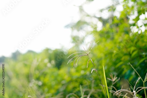 Wild green grass with soft sunlight and blurred natural background