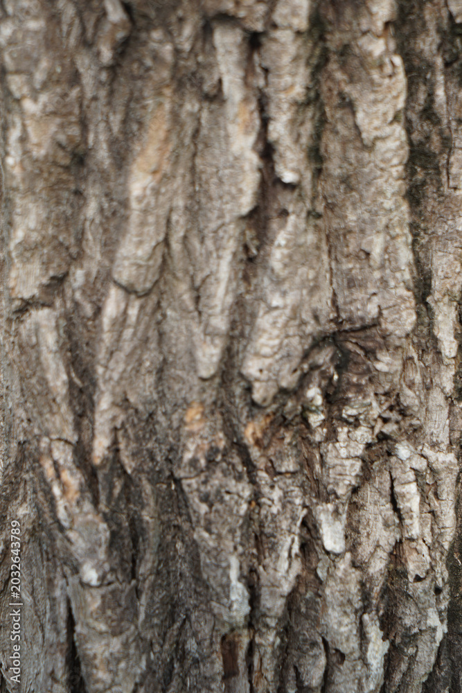 Fototapeta premium Close Up Of Tree Bark Texture