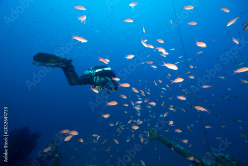 Nuvola di castagnole rosse, Anthias anthias, sullo sfondo Sub con rebreather e bailout