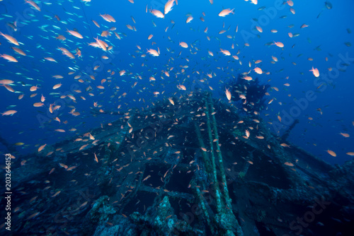 Prua del relitto del Togo, nave mercantile affondata nella baia di Cavalaire, Francia; circondata da una nuvola di Anthias