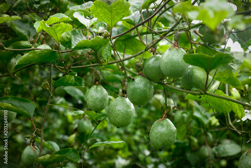 Bild auf Leinwand Fresh Green Passion Fruits Growing on Vine in Tropical Garden - Natural Organic