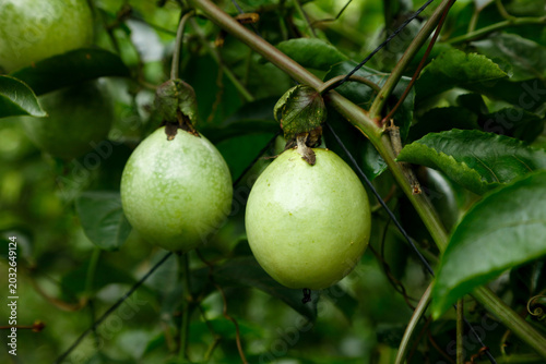 Foto Fresh Passion Fruit Growing on Vine in Tropical Garden Agriculture