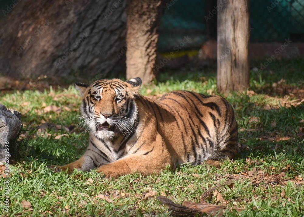 Fototapeta premium Adult Bengal tiger in Zoo