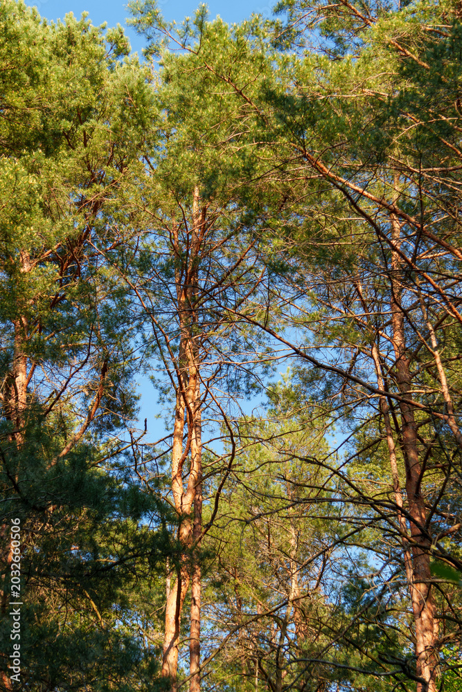 Fototapeta premium Tall pine forest with slender reddish trunks and dense green foliage illuminated by sunlight against blue sky