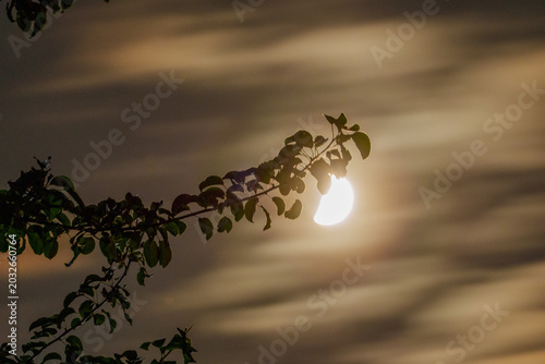 Vászonkép Bright moon partially obscured by thin clouds with silhouetted branch leaves in