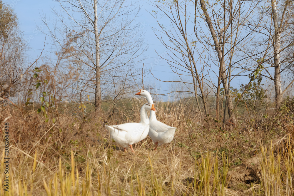 Fototapeta premium White Geese Pair in Spring Field with Bare Trees - Rural Farm Birds in Natural Countryside Setting