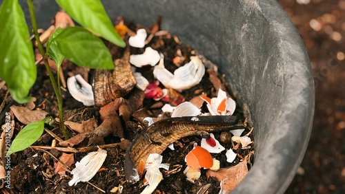 Canvastavla Sustainable gardening: Young plant growing in a pot with organic composted kitch