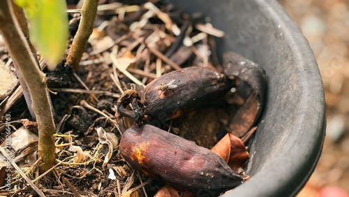 Konstfotografi Close-up of decomposing fruit pods as natural mulch in a plant pot, enriching soil