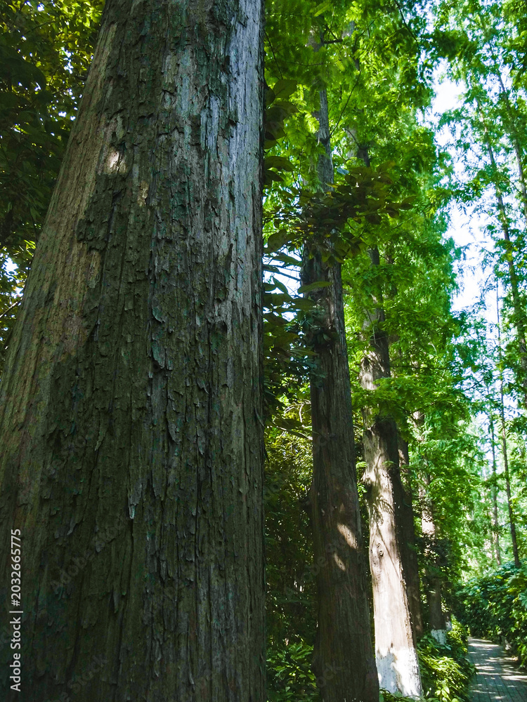 Obraz premium Majestic Old Growth Forest Trees with Green Canopy and Textured Bark in Natural Woodland Setting