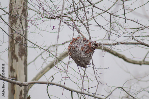 Fotografie Looks like a hornet nest hanging from a tree with some brown leaves clinging to