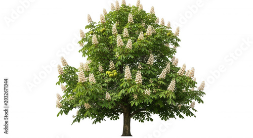 A blooming horse chestnut tree with white conical flower spikes and green palmate leaves isolated against a solid black background