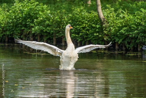 Tableau sur toile Mute swan flapping its wings on a sunlit river