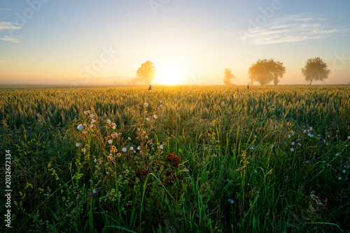 Foggy morning in the Plain of Perthes. French Gâtinais regional Nature Park