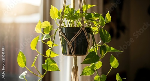 Potted pothos plant hanging by a window with sunlight air purifying plant care