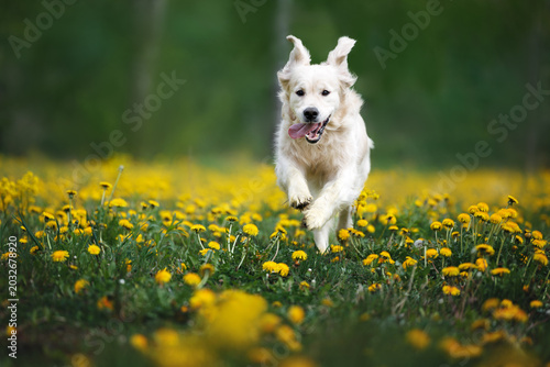 happy golden retriever dog running in a dandelions field