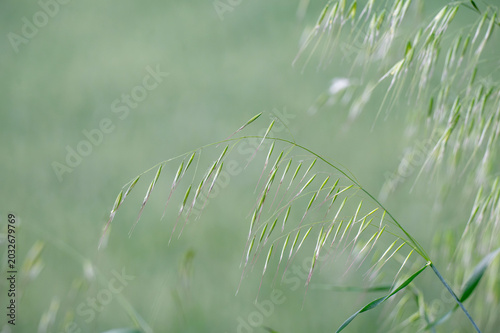 Tableau sur toile Close-up of a green wild oat plant standing out against a blurry golden cereal field background