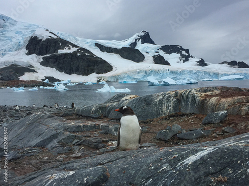 This image shows a Gentoo penguin in its natural habitat in Antarctica.