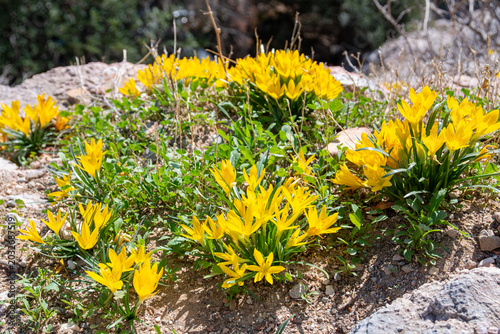 Sternbergia lutea (the autumn daffodil, lily of the field, yellow autumn crocus) flowers