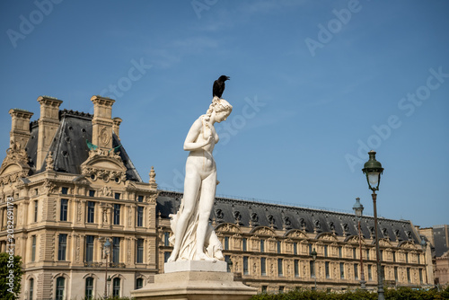 Fotografie Crow Perched on Classical Statue in the Tuileries Garden by the Louvre Museum in