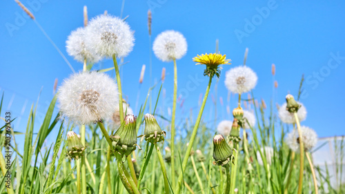 Photos Blowballs, downy seed heads of a dandelion, selective focus.
