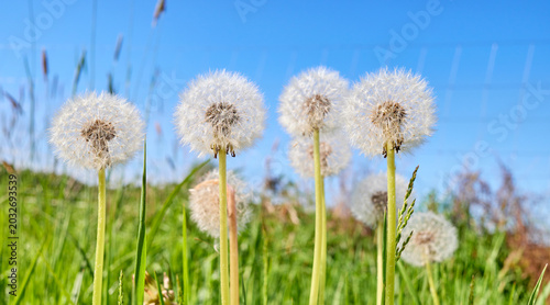 Obraz na płótnie Blowballs, downy seed heads of a dandelion, selective focus.