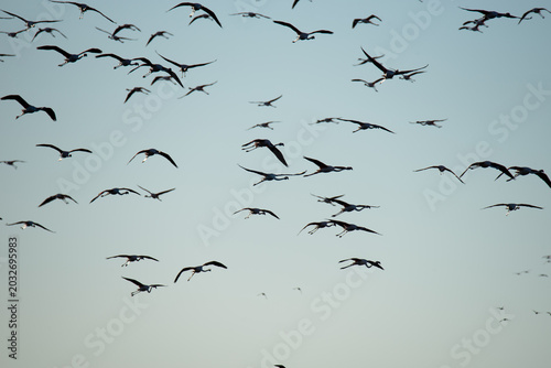 Quadro su tela Aerial Serenity: Flamingo Ballet in Azure Embrace