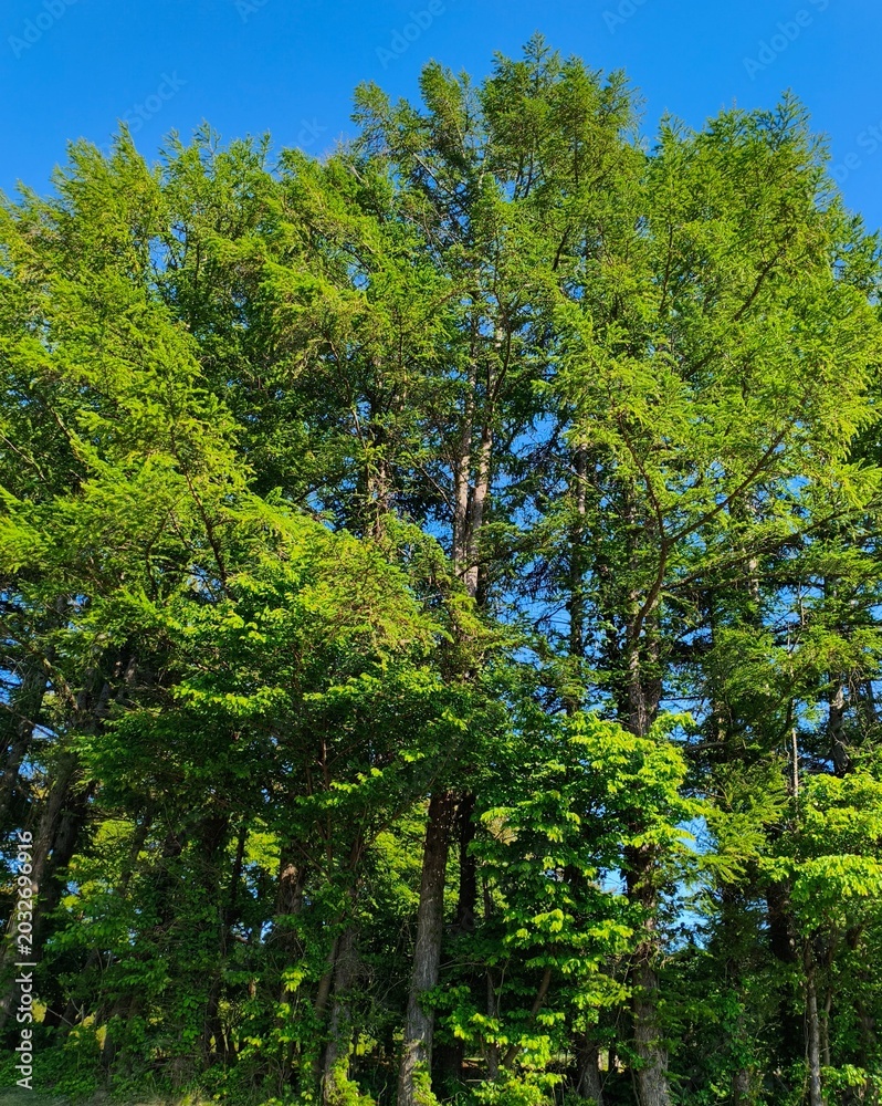 Fototapeta premium 初夏の爽やかな青空と新緑の木々 Fresh green trees under a clear blue sky in early summer