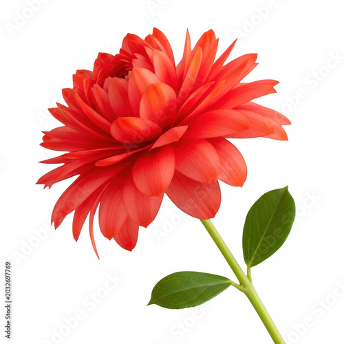 Vibrant red dahlia flower with green leaves isolated on transparent background