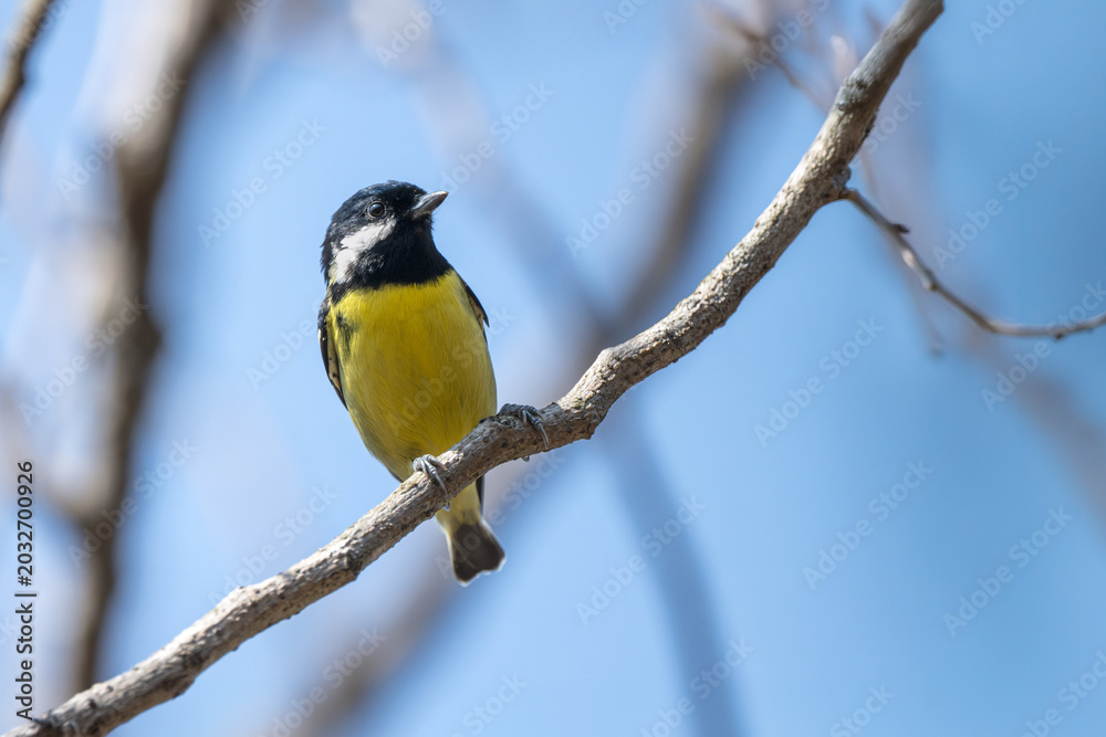Obraz premium great tit parus major