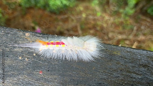 Photography White-marked tussock moth caterpillar Orgyia leucostigma crawling on wooden hand