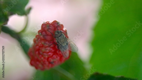 Foto Fly perched on an unripe red mulberry,