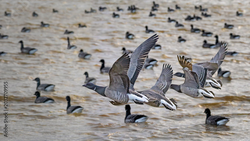brent geese taking off from water and more swimming in background