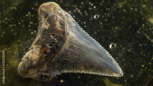 Close-up of a single, translucent shark tooth showing signs of corrosion in acidic, effervescent water.