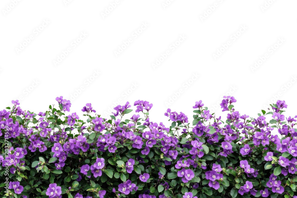 Fototapeta premium Discover Purple Flowers Bloom With Serenity and Calmness in Flower Concept.
