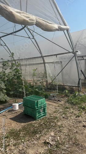 Greenhouse Cultivation: A greenhouse structure shelters rows of green plants, with stacked crates ready for harvest, indicating a successful agricultural endeavor under controlled conditions.