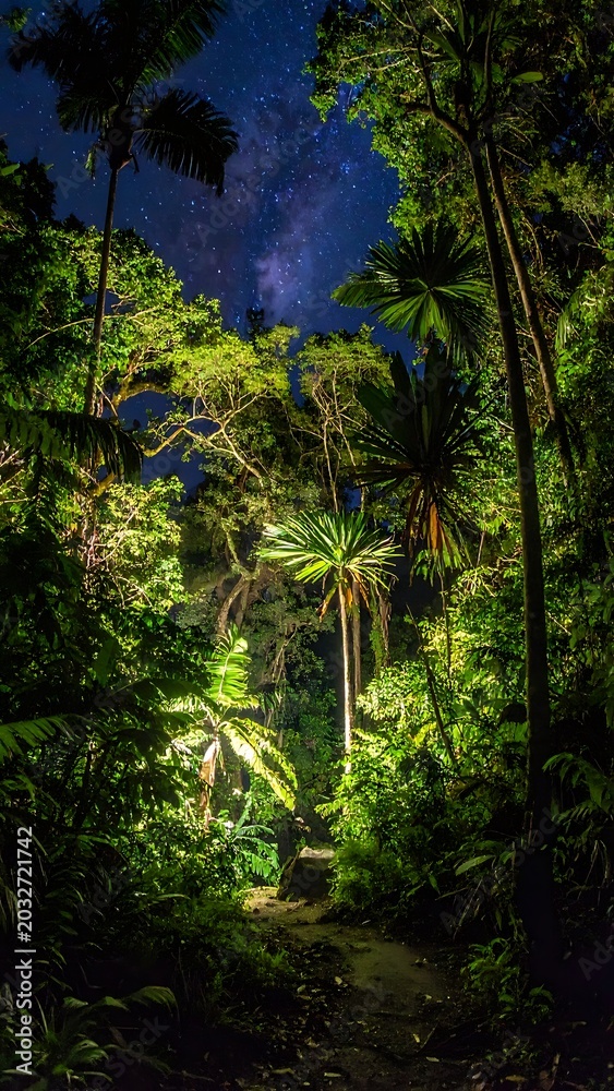 Fototapeta premium Tropical forest at night with starry sky.