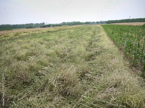 Konstfotografi Harvested Grain Field with Corn Crop and Forest Background in Rural Agricultural
