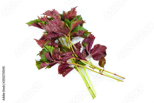 Fresh Purple Shiso Leaves Bundle Isolated on White Background - Asian Herb Still Life