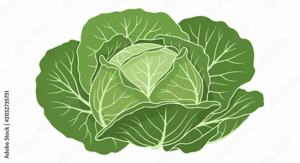 Fototapeta premium Close-up illustration of a vibrant green cabbage with layered leaves and visible veins