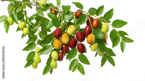 Close-up Studio Shot of a Jujube Tree Branch with Ripe and Unripe Fruits