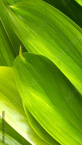 A close-up view of vibrant green leaves (1)