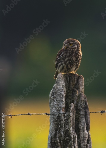 owl on a branch