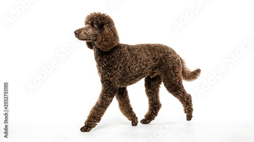 A brown dog walking isolated on white background