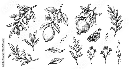 Vintage Botanical Branch Vector Set with Olive Lemon and Pomegranate Hand Drawn Elements