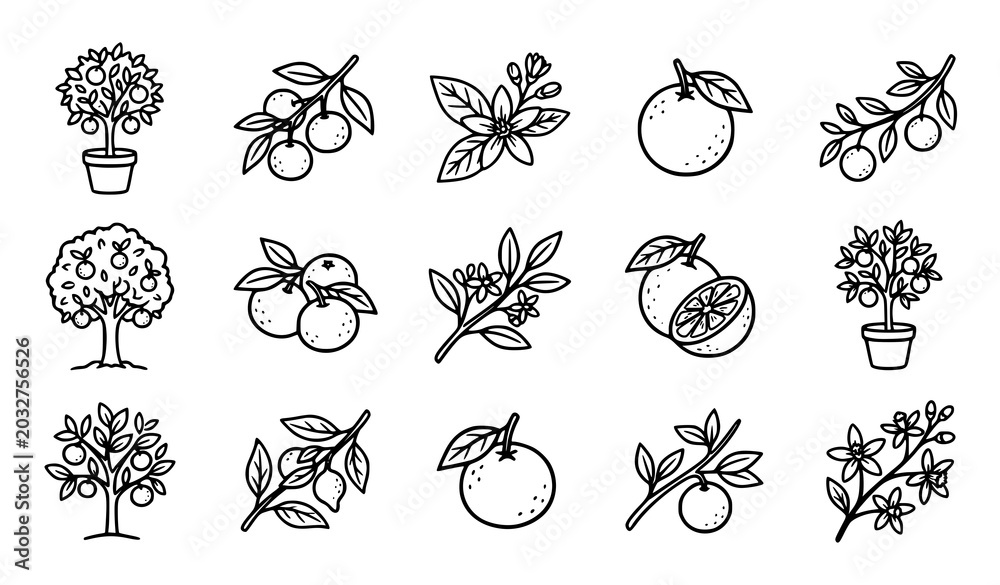 Fototapeta premium Fruit Tree and Citrus Plant Collection Hand Drawn Botanical Vector Illustration