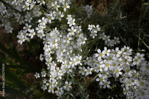фотографія Fleurs blanches en massif céramistes ou corbeilles d'argent