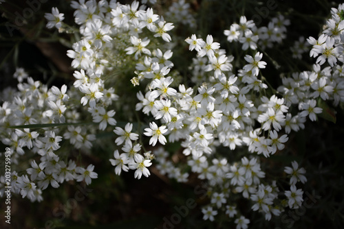 Schilderij op canvas Fleurs blanches en massif céramistes ou corbeilles d'argent