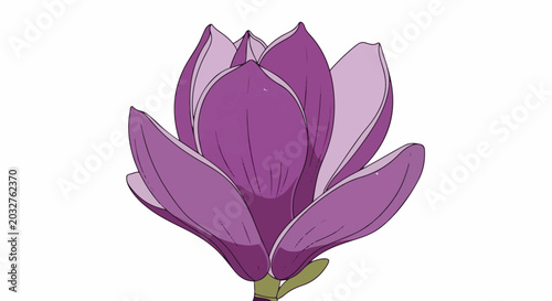 A close-up illustration of a blooming purple magnolia flower with delicate petal shading