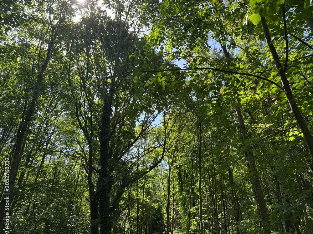Fototapeta premium trees in the forest
